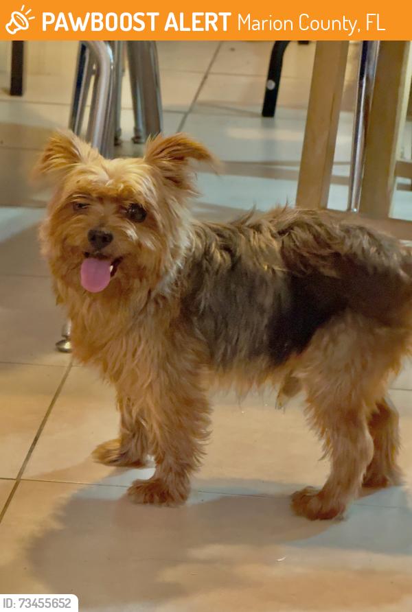 Found/Stray Male Dog last seen 314A, Silver Springs, Marion County, FL 34488