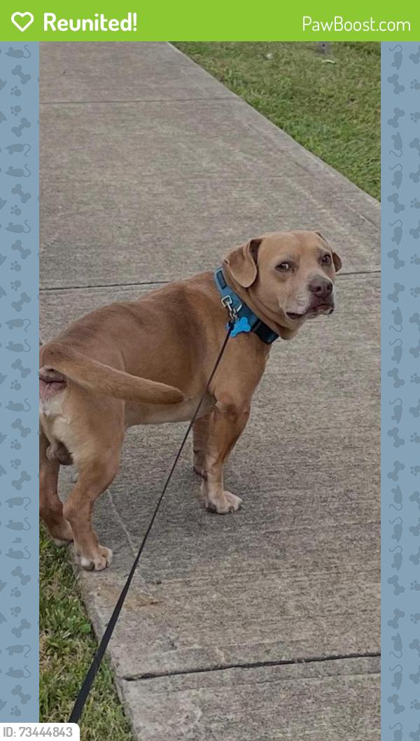 Reunited Male Dog last seen Flórense eldridge, Sugar Land, TX 77498