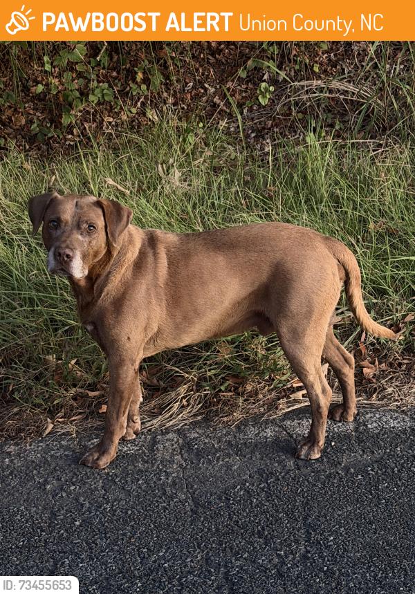 Found/Stray Male Dog last seen Tom Starnes road, Union County, NC 28112