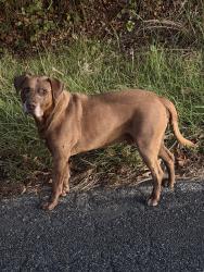 Found/Stray Male Dog last seen Tom Starnes road, Union County, NC 28112