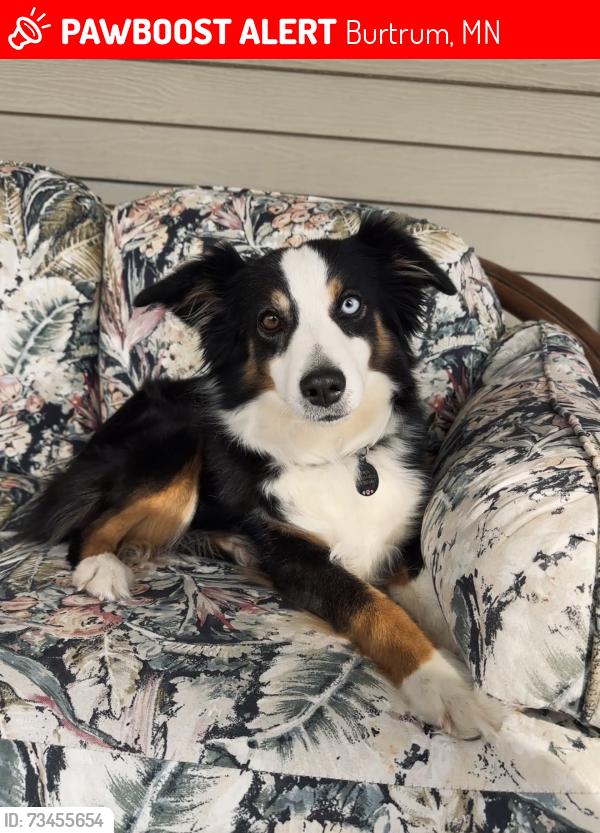 Lost Female Dog last seen 2 miles East of Burtrum, MN, Burtrum, MN 56318