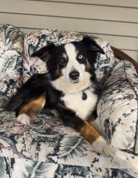 Lost Female Dog last seen 2 miles East of Burtrum, MN, Burtrum, MN 56318