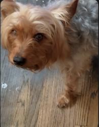 Lost Male Dog last seen Saint Andrew’s, Los Angeles, CA 90047