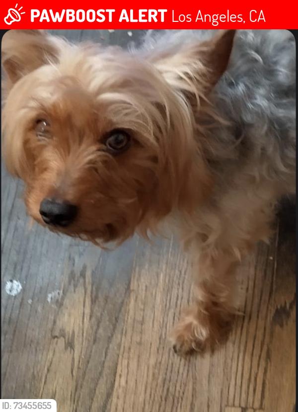 Lost Male Dog last seen Saint Andrew’s, Los Angeles, CA 90047