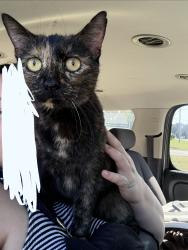 Found/Stray Female Cat last seen big bethel and saunders rd, Hampton, VA 23665