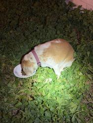 Found/Stray Female Dog last seen Pine creek, Olmito, TX 78575