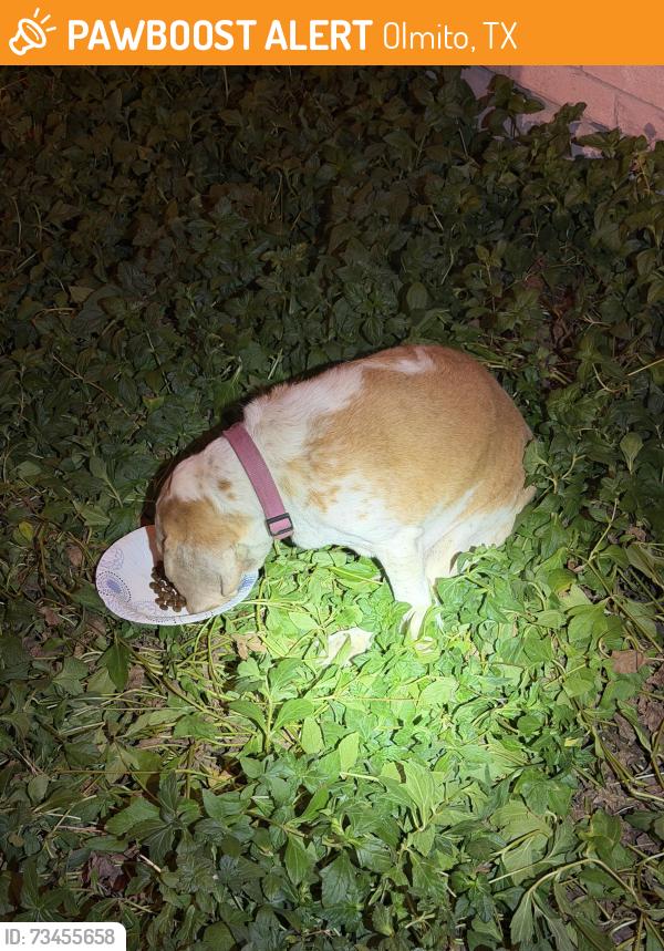 Found/Stray Female Dog last seen Pine creek, Olmito, TX 78575