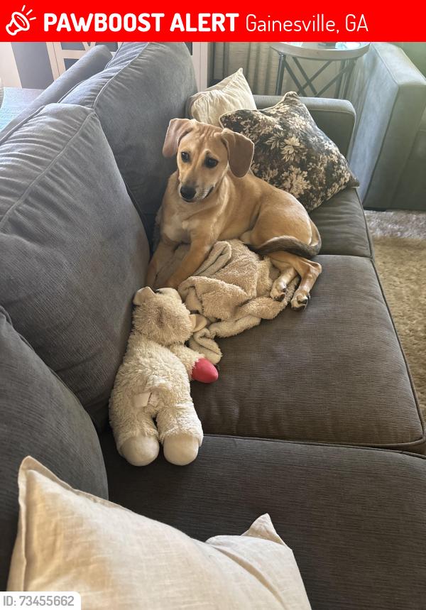 Lost Female Dog last seen Clubside drive, Gainesville, GA 30504