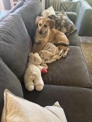 Lost Female Dog last seen Clubside drive, Gainesville, GA 30504