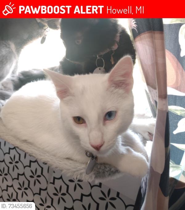 Lost Male Cat last seen Hughes st and Us 59, Howell, MI 48855
