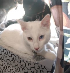 Lost Male Cat last seen Hughes st and Us 59, Howell, MI 48855