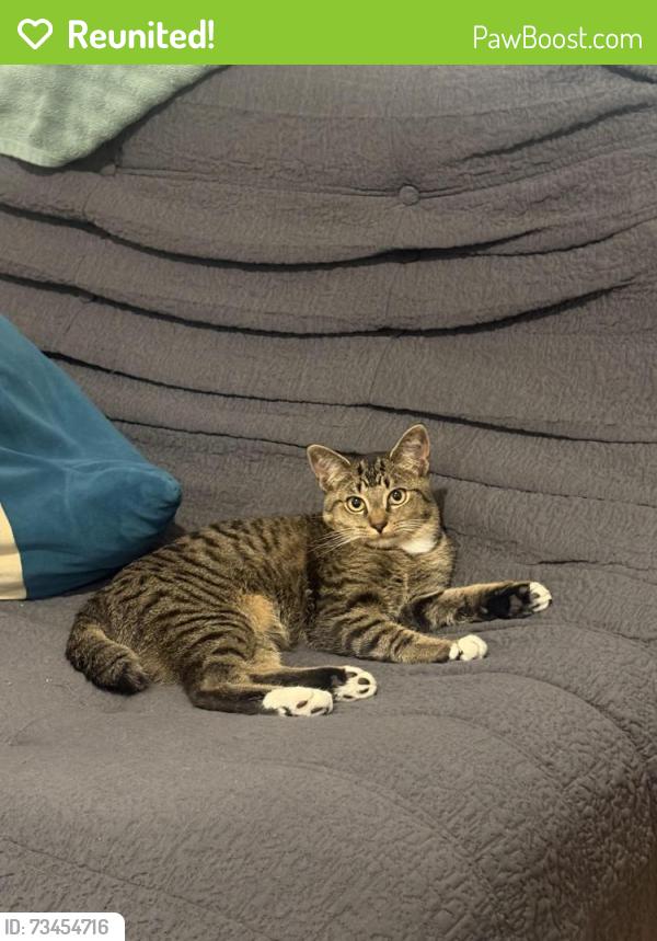 Reunited Male Cat last seen Carroll’s Way and Woodward Mill Rd, Sugar Hill, GA 30518