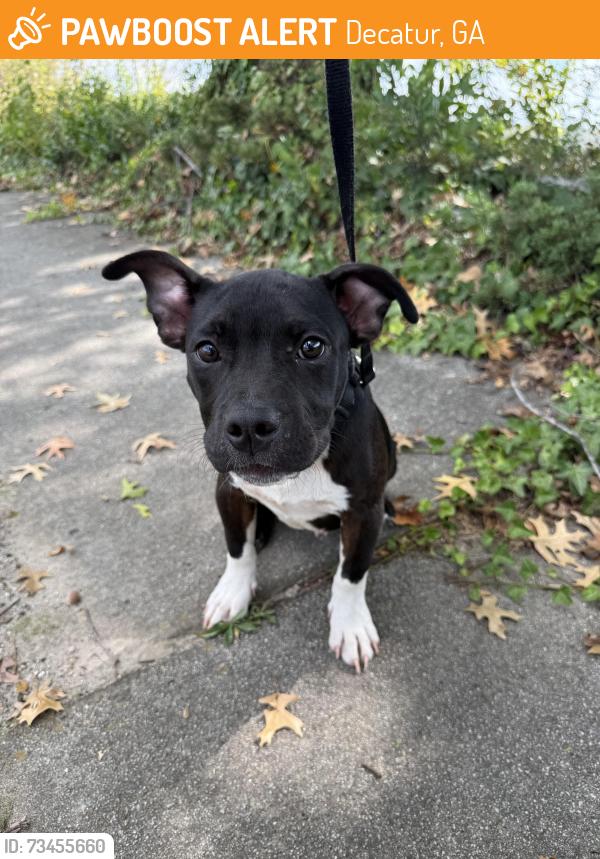 Found/Stray Male Dog last seen behind the Zaxbys & Chick-fil-A, Decatur, GA 30033