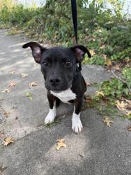 Found/Stray Male Dog last seen behind the Zaxbys & Chick-fil-A, Decatur, GA 30033