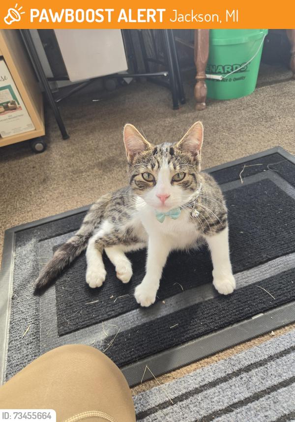 Rehomed Female Cat last seen Orange and Blakely st, Jackson, MI 49202