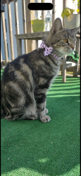 Lost Female Cat last seen Near Sherlock place New York Brooklyn 11233, Brooklyn, NY 11233