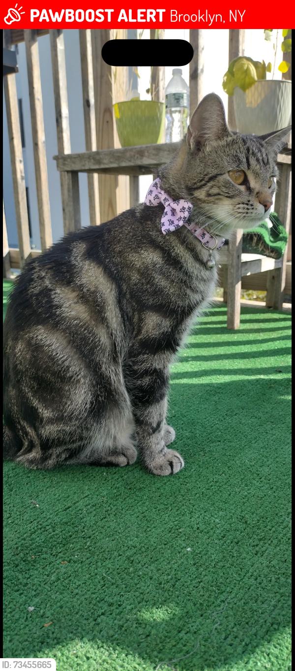 Lost Female Cat last seen Near Sherlock place New York Brooklyn 11233, Brooklyn, NY 11233