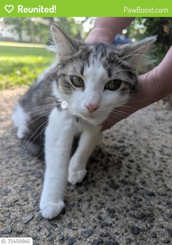 Reunited Female Cat last seen Kirk Rd and Margaret Ave., Durham, Durham, NC 27705