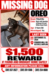 Lost Male Dog last seen powder mill rd & roby ave, Beltsville, MD 20705