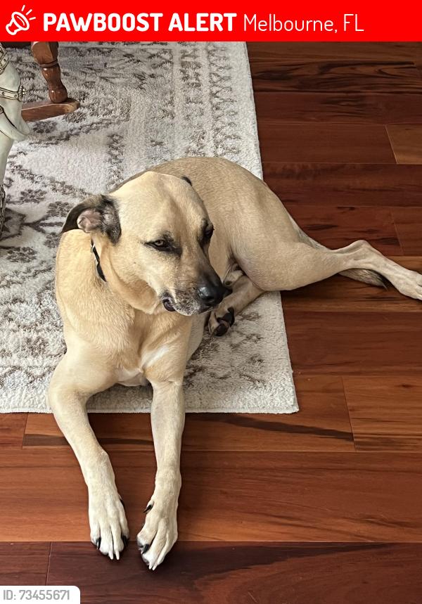 Lost Male Dog last seen Windover farms Melbourne, Melbourne, FL 32934