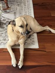 Lost Male Dog last seen Windover farms Melbourne, Melbourne, FL 32934