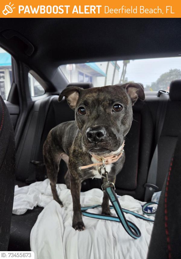 Found/Stray Female Dog last seen Independence Bay community, Deerfield Beach, FL 33442