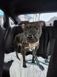 Found/Stray Female Dog last seen Independence Bay community, Deerfield Beach, FL 33442