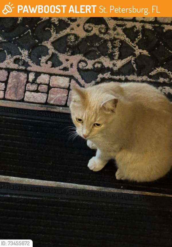 Found/Stray Female Cat last seen 34th Ave N &Yale St N, St. Petersburg, FL 33713