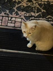 Found/Stray Female Cat last seen 34th Ave N &Yale St N, St. Petersburg, FL 33713
