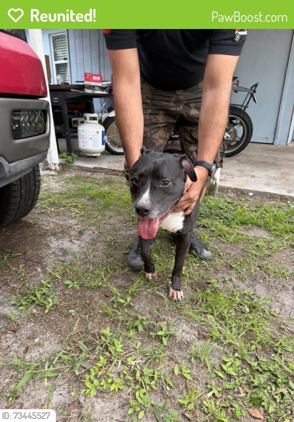 Reunited Male Dog last seen Marlboro and Michigan, Orlando, FL 32806