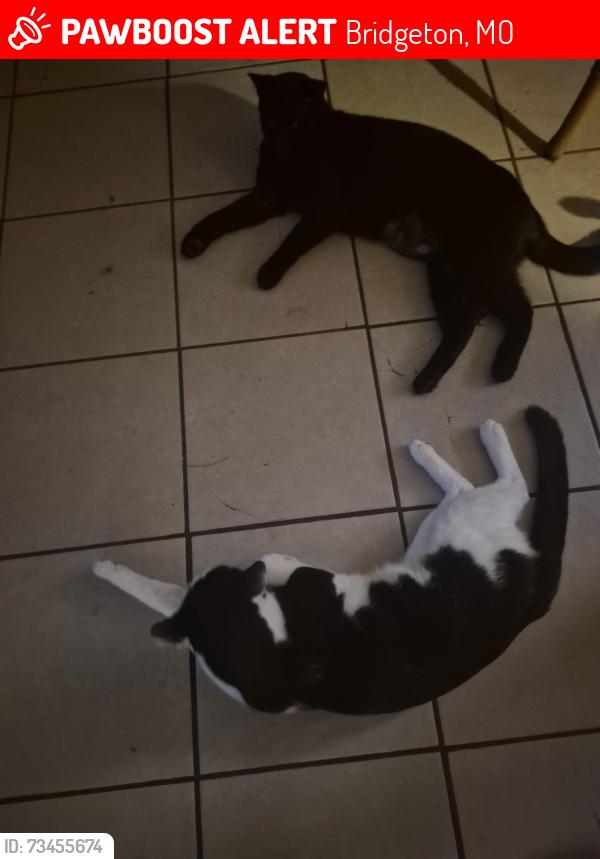 Lost Male Cat last seen Harmony ln & st Charles rock road, Bridgeton, MO 63044