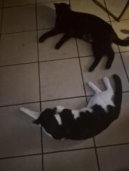 Lost Male Cat last seen Harmony ln & st Charles rock road, Bridgeton, MO 63044