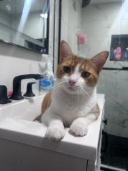 Reunited Male Cat last seen Near Weyfield Ct, Rosedale, MD 21237, USA, Rosedale, MD 21237
