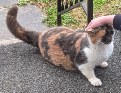 Lost Female Cat last seen Pickett Drive, Minor Hill TN 38473, Minor Hill, TN 38473