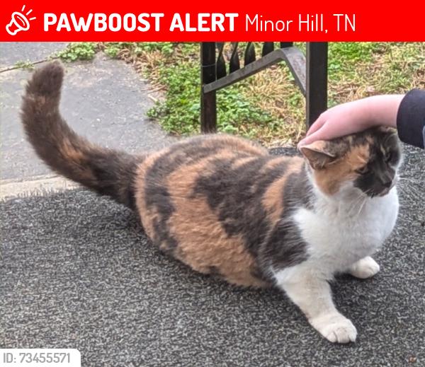 Lost Female Cat last seen Pickett Drive, Minor Hill TN 38473, Minor Hill, TN 38473