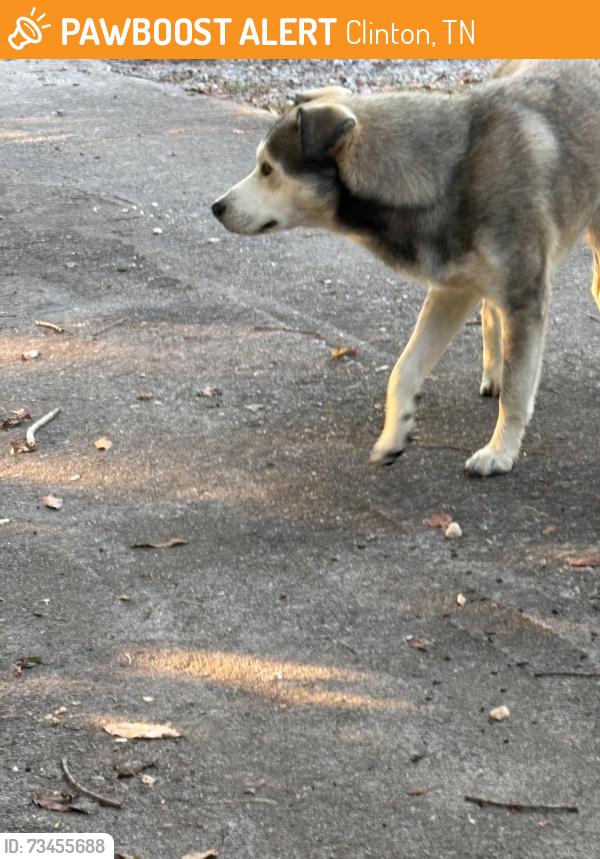 Found/Stray Male Dog last seen Glendale Avenue, Clinton, TN 37716