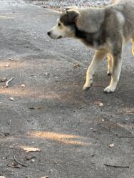 Found/Stray Male Dog last seen Glendale Avenue, Clinton, TN 37716