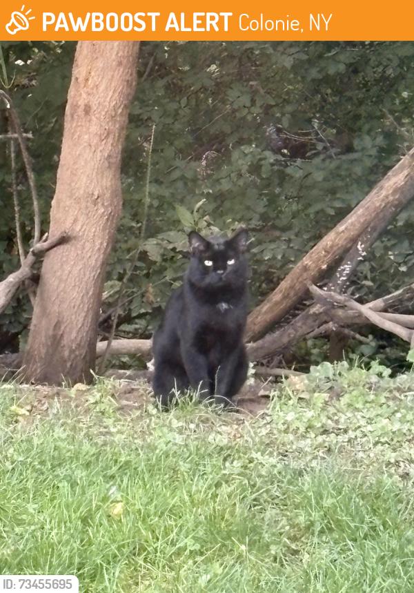 Found/Stray Male Cat last seen Lishakil., Colonie, NY 12309