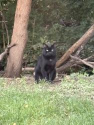 Found/Stray Male Cat last seen Lishakil., Colonie, NY 12309