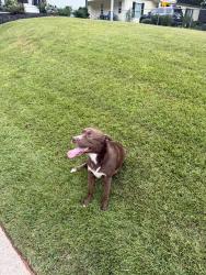 Found/Stray Female Dog last seen Plantation Ln in Chamblee, Chamblee, GA 30341