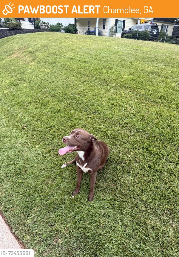 Found/Stray Female Dog last seen Plantation Ln in Chamblee, Chamblee, GA 30341