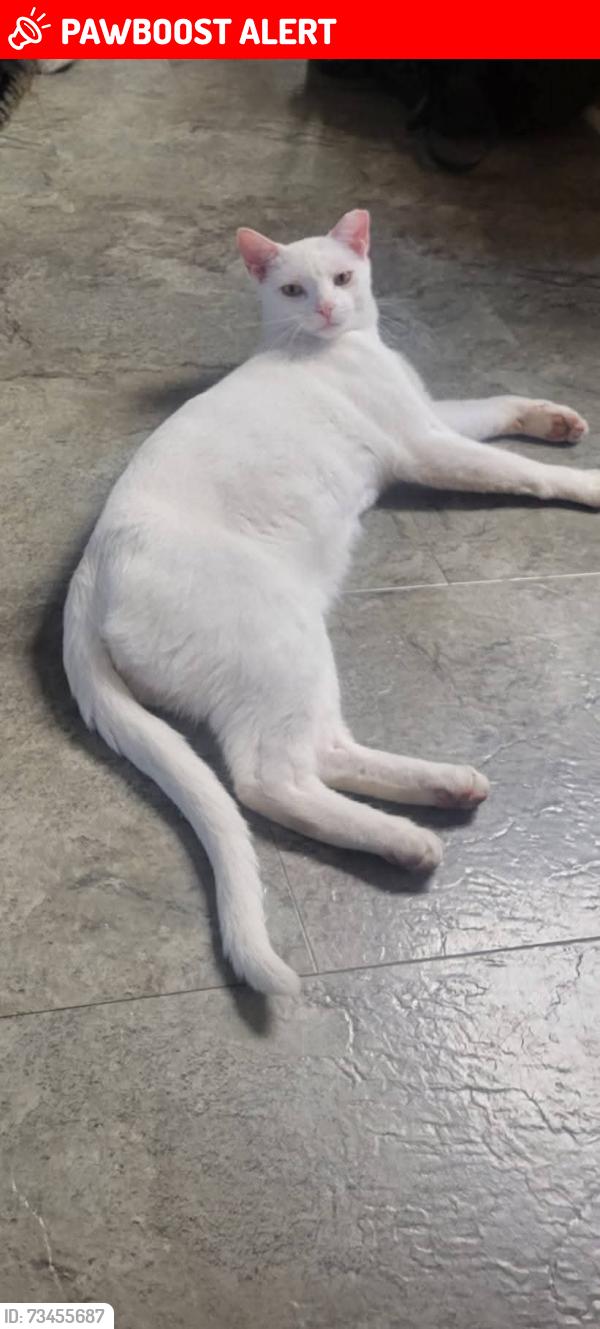 Lost Male Cat last seen Old Skippack Rd and Wolford, Upper Salford Township, PA 19492