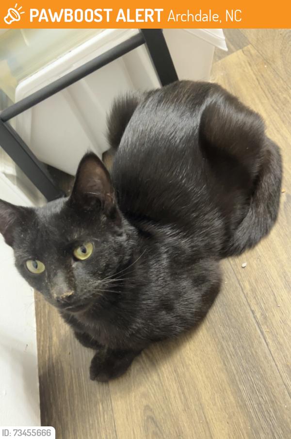 Found/Stray Female Cat last seen Liberty St., Archdale, NC 27263