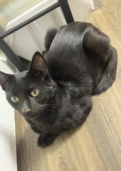 Found/Stray Female Cat last seen Liberty St., Archdale, NC 27263