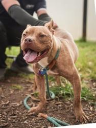 Shelter Stray Male Dog last seen Near Town Country Drive, 30316, GA, 3280 Chamblee Dunwoody Rd, Chamblee, GA 30341, USA