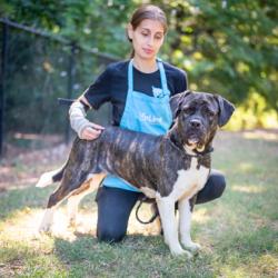 Shelter Stray Female Dog last seen Near Fontainebleau Drive, Doraville, GA, 30360, 30360, GA, 3280 Chamblee Dunwoody Rd, Chamblee, GA 30341, USA