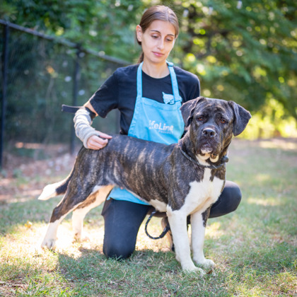 Shelter Stray Female Dog last seen Near Fontainebleau Drive, Doraville, GA, 30360, 30360, GA, 3280 Chamblee Dunwoody Rd, Chamblee, GA 30341, USA