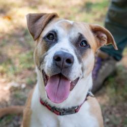 Shelter Stray Female Dog last seen Near Leslie Place, 30058, GA, 3280 Chamblee Dunwoody Rd, Chamblee, GA 30341, USA