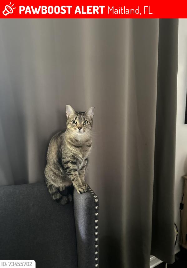 Lost Male Cat last seen Dyan way in Maitland, Maitland, FL 32751