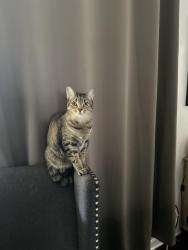 Lost Male Cat last seen Dyan way in Maitland, Maitland, FL 32751